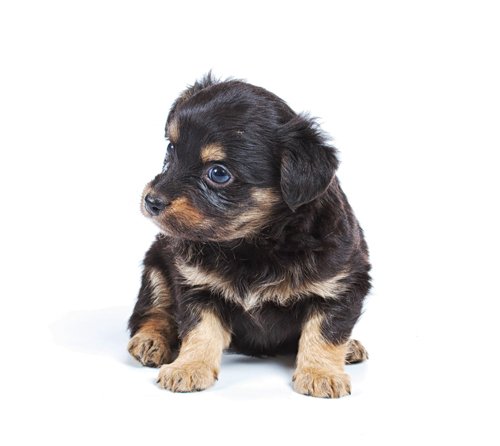 chihuahua puppy studio