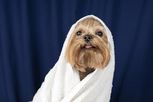 lovely pet portrait isolated