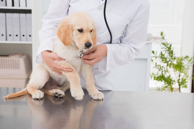 veterinarian examining cute dog with stethoscope